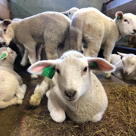 Fossane Gard, Autentiske Gardshus Pa Sauegard